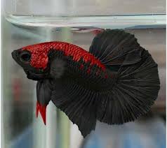 Best Betta Gallery On Instagram Black Tail Plakat Red Head This Is Edited Please Like Comment And Follow Us To In 2020 Betta Fish Types Betta Fish Betta