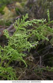 Image result for Lycopodiella cernua