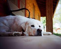 The kittens were killed and the person who allegedly did it is luka rocco magnotta (born eric clinton kirk newman; Understanding Dog Pain During Euthanasia Pethelpful