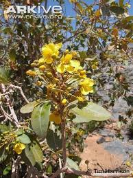 Image result for Acridocarpus natalitius