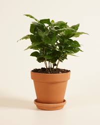 Image result for Coffea