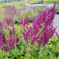 We did not find results for: Salbei Lichtnelke Amistad Salvia Garten Balkonpflanzen Quizapp Garten