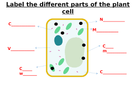 Chapter 1 gcse additional science learn with flashcards, games and more — for free. Animal Cell Plant Cell Bacterial Cell Label Worksheets Differentiated Teaching Resources