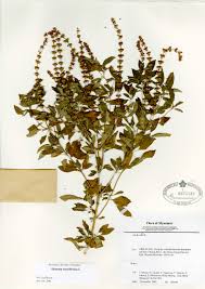 Image result for Ocimum americanum