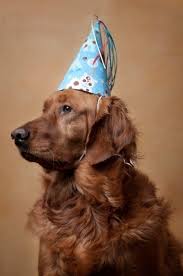 Fun Things To Do On Your Dog S Birthday Dog Birthday Hats The Cutest B Lovely Events Dog Birthday Hat Dog Party Hat Dog Birthday