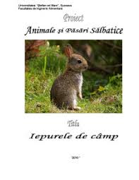 In italia este foarte apreciata carnea de iepure. Proiect Iepurele De Camp Agronomie 213639 Regielive