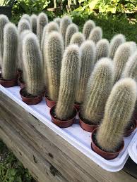 Image result for Cleistocactus