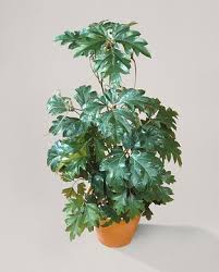 Image result for Rhoicissus rhomboidea