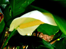 Peace and calla lilies contain insoluble oxalate crystals that irritate the mouth when ingested. Lilies Or A Lily Can Kill Your Cat Within Hours Hubpages