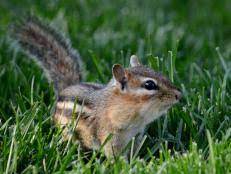 How To Get Rid Of Chipmunks In Your Garden Hgtv