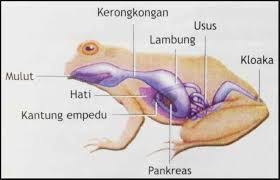 Hasil Gambar Untuk Sistem Pernapasan Pada Hewan Darat Dengan Penjelasannya Hewan Gambar Mendarat