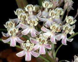 Image result for Asclepias foliosa
