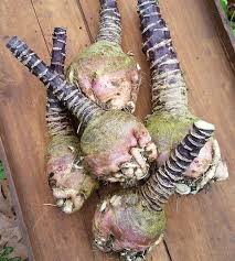 Image result for Rhytachne rottboellioides