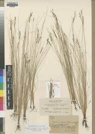 Image result for Bulbostylis congolensis