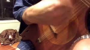 The black shelf clips keep popping off and then the whole thing collapses. How To Build A Tahitian Ukulele 17 Steps With Pictures Instructables