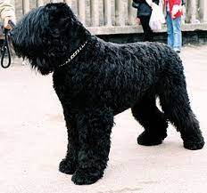 russischer schwarzer terrier russischer terrier schwarzer russischer terrier schwarzer terrier
