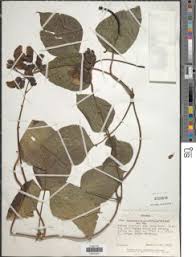 Image result for Psophocarpus lancifolius