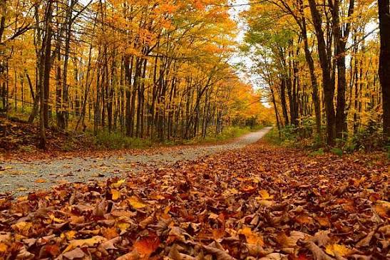 9,379,800+ Fall Season Stock Photos, Pictures & Royalty-Free Images - iStock