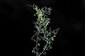 Image result for Trichomanes crispiforme