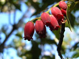 Image result for Agarista salicifolia