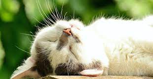 Check spelling or type a new query. Contoh Teks Deskripsi Bahasa Jawa Tentang Kucing