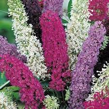 Pin On How Does Your Garden Grow