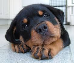 Discover list of cute and funny rottweiler dog names for boy. 165 Best Rottweiler Dog Names The Paws