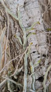 Image result for Microcoelia exilis