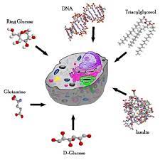 Dna contains instructions for making what other biomolecule. The Biological Building Blocks Cancerquest