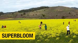 Velg blant mange lignende scener. Super Bloom Of Yellow Flowers In Half Moon Bay Youtube