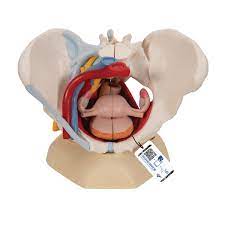 By continuing to browse this site you are agreeing to our use of cookies. Anatomical Teaching Models Plastic Human Pelvic Models Female Pelvis With Ligaments Vessels Nerves Pelvic Floor Muscles And Organs