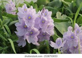 Image result for Pontederia crassipes