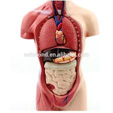 31 realistic colored pieces of this. High Quality Safebond Human Torso Model With Internal Organs Buy Human Torso Model With Internal Organs Organs In The Human Body Half Body Human Anatomy Organs Model Product On Alibaba Com