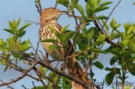 The georgia state bird is found throughout the eastern and central united states, southern and central canada, and is abundant in georgia. Georgia State Bird Brown Thrasher