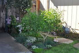 Cosmos dwarf lemon 30 fresh flower seeds free usa shipping. Lemon Tree Flowers Gardening Nirvana