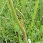 Image result for Eulophia ensata