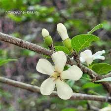 Image result for Catunaregam