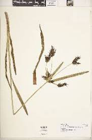 Image result for Cyperus aterrimus