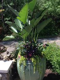 Bird Of Paradise In Pot Outside Bird Of Paradise Summer Planter Flower Planters Summer Planter Plants