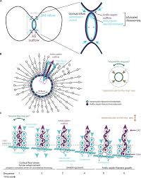 Materials animal cell 3d model. Frontiers Animal Cell Cytokinesis The Rho Dependent Actomyosin Anilloseptin Contractile Ring As A Membrane Microdomain Gathering Compressing And Sorting Machine Cell And Developmental Biology