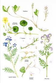 Image result for Polemoniaceae