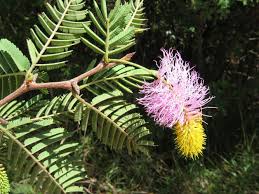 Image result for Dichrostachys