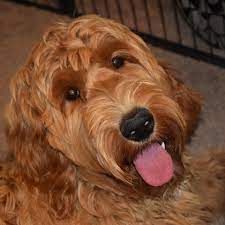 At mudcreek labradoodles we specialize in breeding superior quality australian labradoodles. Texas Australian Labradoodle Philosophy Labradoodle Puppy Socialize