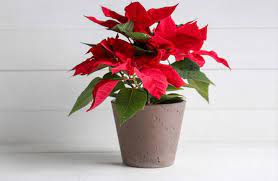 Ne zaman sulamalı, nerede konumlandırmalı? Ataturk Cicegi Bakimi Ve Cogaltilmasi Nasil Yapilir Puf Noktalar Evim