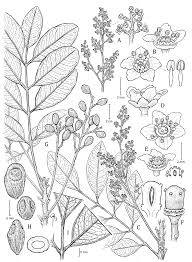 Image result for Lannea asymmetrica