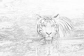 Line drawings of bengal, white, sumatran and other tigers yawning, sleeping, and hunting. Tiger In Water Coloring Page Mimi Panda