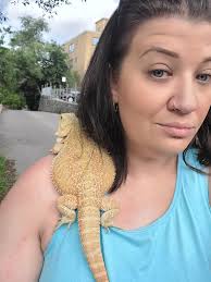 Bearded dragons as sweet pets