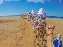 Los cabos, baja california sur, mexico. Outback Camel Safari Ca Pacific Bayside