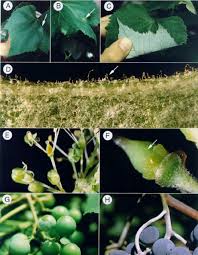 We did not find results for: Signs And Symptoms Of Powdery Mildew On Concord Grapevine A Typical Download Scientific Diagram