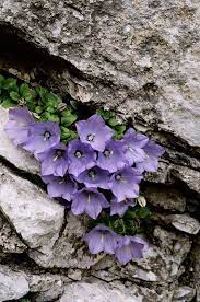 Campanula Raineri Campanula Di Rainer Rainers Glockenblume Campanule De Rainer Rainerjeva Zvoncnica Campanulaceae Campanulaceae Rock Plants Alpine Flowers Rare Flowers
